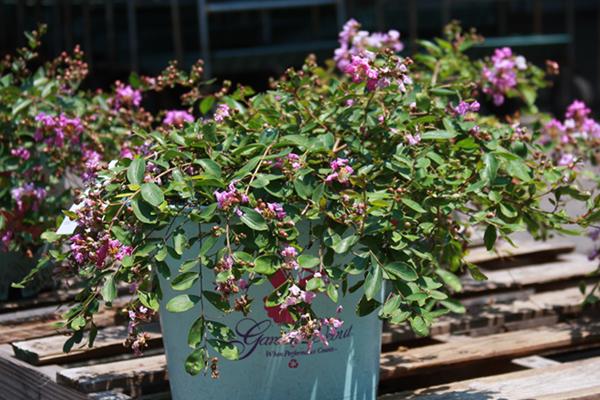 McDonald Garden Center Photo