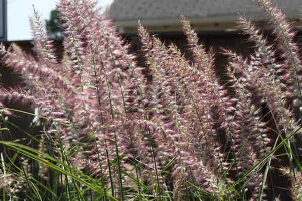 McDonald Garden Center Photo