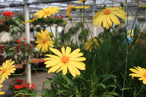 McDonald Garden Center Photo