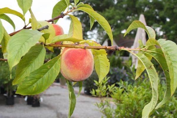 McDonald Garden Center Photo