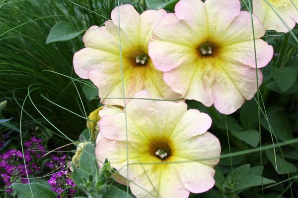 McDonald Garden Center Photo