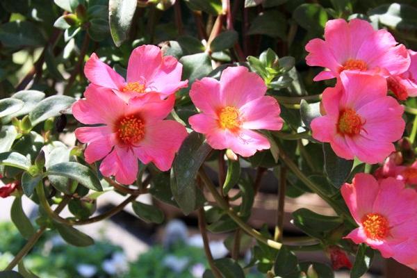 McDonald Garden Center Photo
