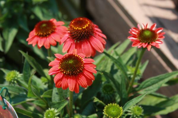 McDonald Garden Center Photo