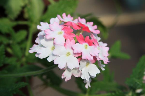 McDonald Garden Center Photo