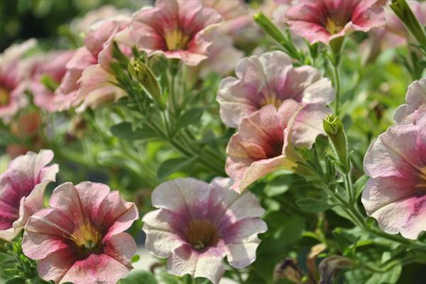 McDonald Garden Center Photo