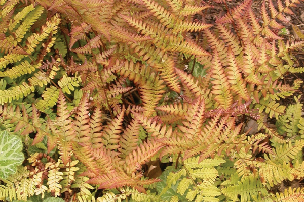 Perennials, McDonald Garden Center
