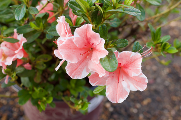 Trees & Shrubs, McDonald Garden Center