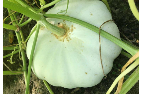 Pumpkins, McDonald Garden Center