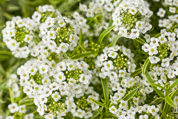 Annuals, McDonald Garden Center
