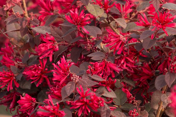 Trees & Shrubs, McDonald Garden Center