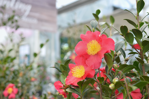 Camellias, McDonald Garden Center