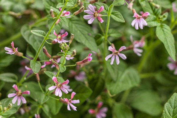 Annuals, McDonald Garden Center