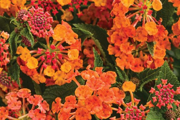 Lantana, McDonald Garden Center