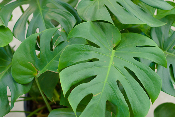 Houseplants, McDonald Garden Center