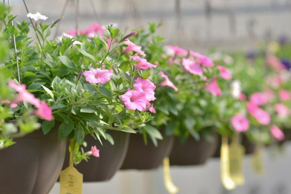 McDonald Garden Center Photo