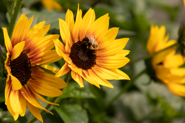 Annuals, McDonald Garden Center