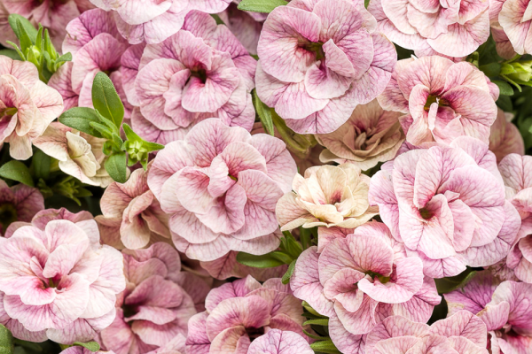 Annuals, McDonald Garden Center