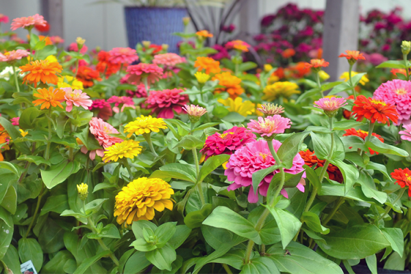 Zinnia, McDonald Garden Center