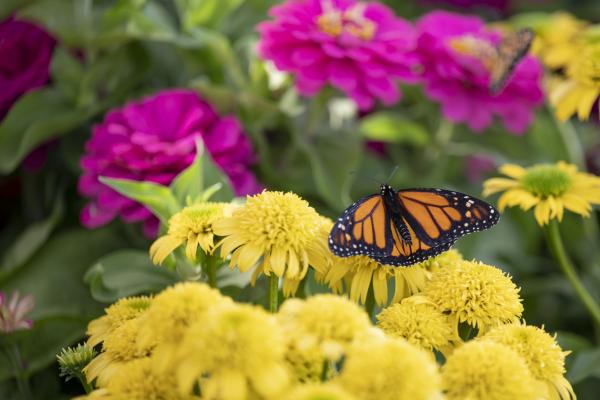 Help Save the Monarch Butterfly, McDonald Garden Center