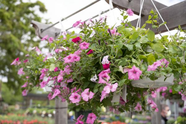 Spring in Hampton Roads - Gardening To Do List, McDonald Garden Center