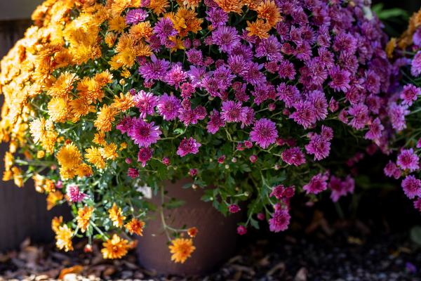 Mum Magic: How to Create the Enchantment of Fall in Containers & Garden Beds