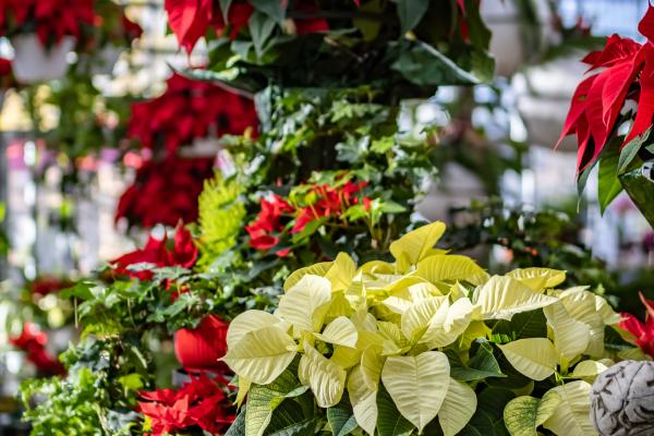 Bring the Holidays to Life with These 5 Festive Houseplants