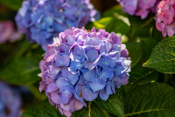How to Help Your Hydrangeas Thrive All Summer Long