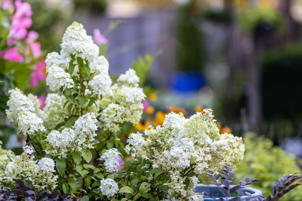  How to Grow Panicle Hydrangeas Like a Pro