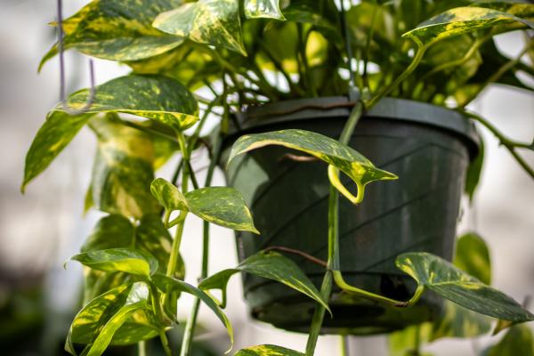 Pothos 101: The Easiest Houseplant You’ll Ever Grow