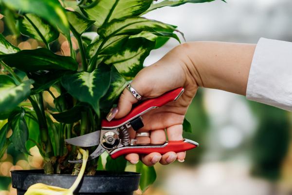 5 Last-Minute Gardening Gifts