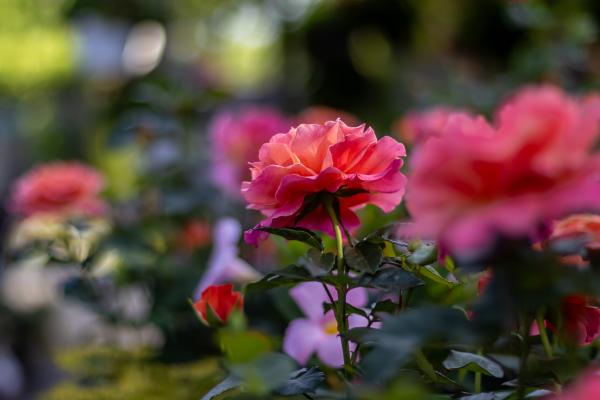 The In's & Out's of Rose Gardening