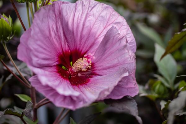 Best Heat-Tolerant Perennials for Low-Maintenance Summer Color