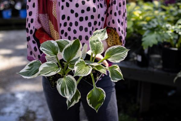 Our Top 10 Shady Plants in Stock