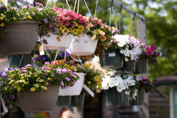 5 Spectacular Ideas for Using Hanging Baskets, McDonald Garden Center
