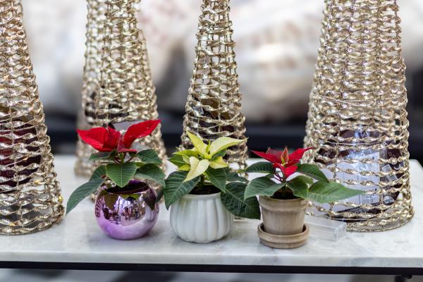 5 Newest Holiday Houseplants in Stock