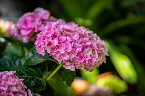 Late May Blooms That Steal the Show (And the Pollinators)