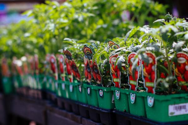 From Garden to Table: Exploring the Sustainable Benefits of Tomatoes