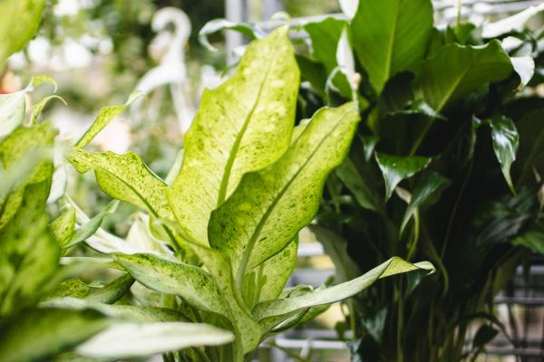 Embracing 2024: Transitioning Your Houseplants into the New Year!