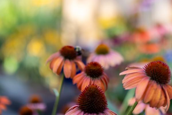 Coneflower Focus: Bringing Bold Color to Your Summer Garden