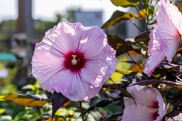 Top 5 Proven Winner Hibiscus Perennial Varieties You Can Plant Right Now