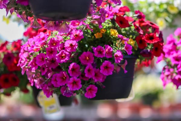 Gifts That Grow: Our Top Picks for the Gardening Mom