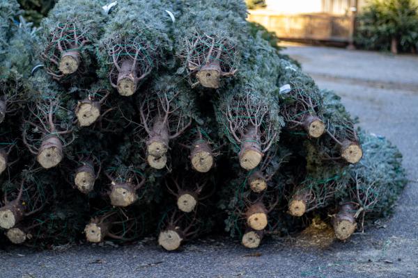 Everything You Need to Know About Our Fresh Cut Trees