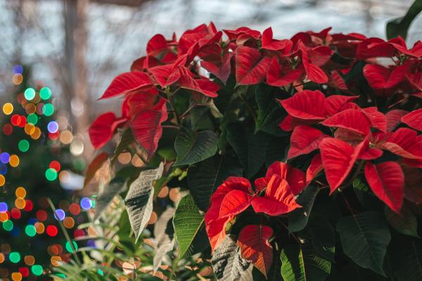 The Unbelievably Entertaining Journey of the Poinsettia: From Fever Fighter to Festive Decor