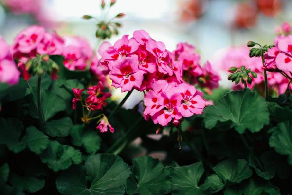 Everything You Need to Know About Geraniums