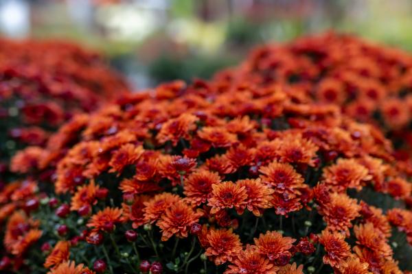 How to Create Stunning Fall Mum Arrangements for Your Porch