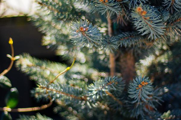 The Ultimate Guide to Choosing the Perfect Fresh-Cut Christmas Tree