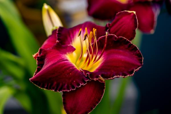 Everything You Need to Know About Daylilies