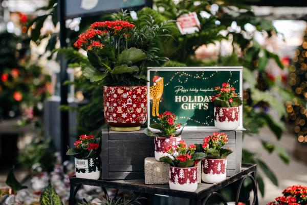 Our Favorite Festive Houseplants (and How to Care for Them)