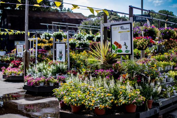 How to Plant a Pollinator Garden