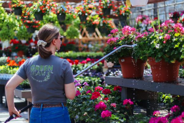 Blooming through the Heat: Essential Tips for Summer Plant Care
